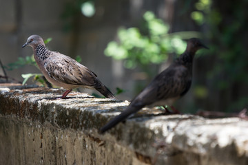 Two of Brown Pigeon sitting on cement fence house