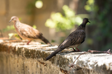 Two of Brown Pigeon sitting on cement fence house