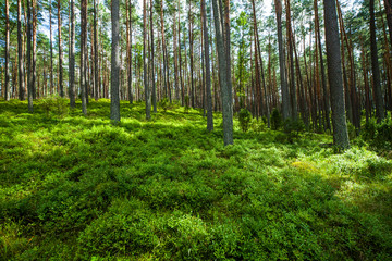 Zielony las sosny wakacje przyroda - obrazy, fototapety, plakaty