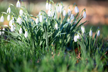  Spring flower snowdrop is the first flower in the end of winter and the beginning of spring.