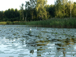 beautiful summer landscape with calm lake, reflections of different trees, blue sky, calm water, Latvia