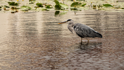 Reiher auf der Pirsch