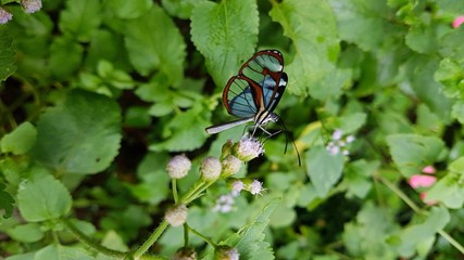 Schmetterling Costa Rica