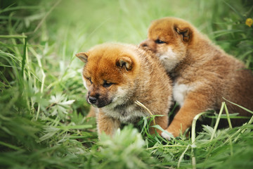 Two beautiful red shiba inu puppies sitting in the green grass