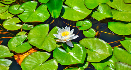 Beautiful view with water lily in the lake