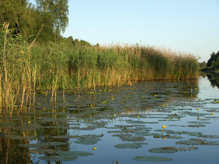 beautiful summer landscape with calm lake, meadows, forest, blue sky and glare