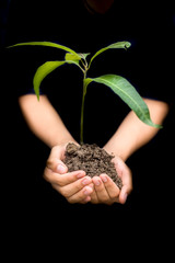 Close up of hands of a farmer holding a green-colored plant in his hands isolated on the white concept of van mohtsava and forest conservation.