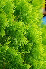 Close up at Fern leaf, Ornamental plant or garden tree. Texture pattern source and background photo.
