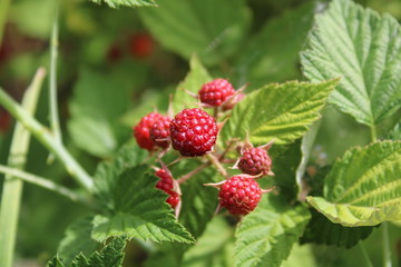 red raspberry on a Bush