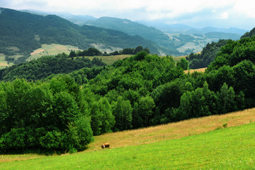 Naklejka na ściany i meble Idyllic Carpathian mountain landscape in Poland - a lonely cow grazes on a meadow against a background of picturesque mountains.