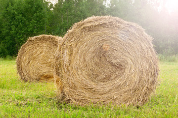 Hay close up. Haystacks. Round billets of hay in nature.