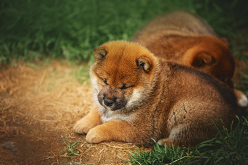 Red Beautiful Shiba Inu puppy lying on the ground