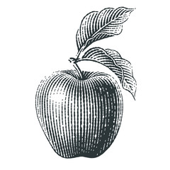 Apple. Hand drawn engraving style illustrations.