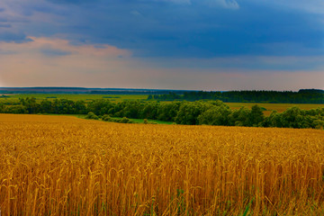 Wheat Golden field, forest and sky at sunset in Russia.