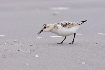 Sanderling an der Ostsee