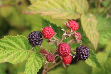 fresh blackberries on a bush
