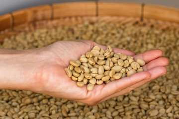 Green unroasted coffee beans on hand