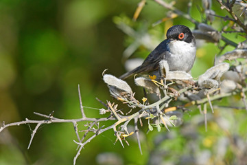 Samtkopf-Grasmücke (Sylvia melanocephala) - Sardinian warbler
