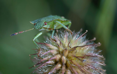Macro photo of green shield bug. Palomena prasina . Forest insect.