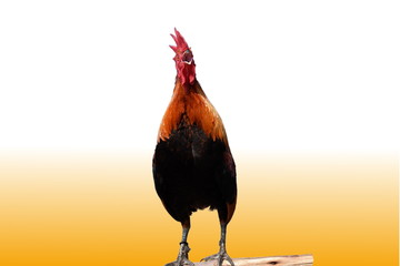 rooster in front of black background © Thanasarn