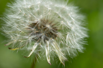Macro photo of dandelion flower. Summer meadow. Close up.