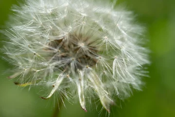 Fototapete Macro photo of dandelion flower. Summer meadow. Close up. © helen_f