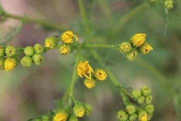 background yellow flowers top view