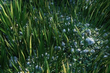 green grass in the morning