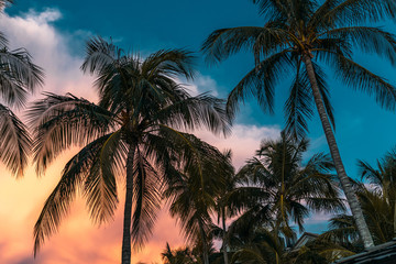 Fototapeta na wymiar Palm trees at perfect orange and blue cloudy sunset at vocations