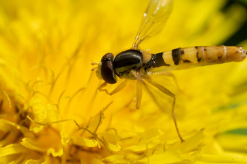 Hoverfly, flower fly or syrphid flies Macro photo of insect family Syrphidae