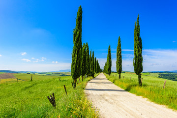Italian cypress trees alley and a white road to farmhouse in rural landscape. Italian countryside...