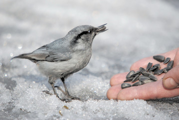 Trust communication between nuthatch (Sitta europaea) and man. In the cold winter time, wild birds flock to city parks and survive thanks to human help.