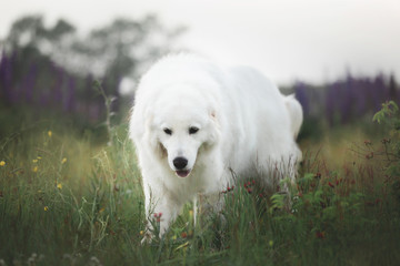 happy maremma sheepdog. Big white dog breed maremmano abruzzese shepherd strolling in the field of lupines at sunset.