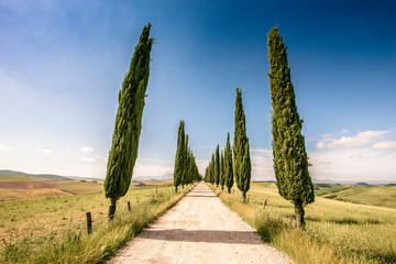 Italian cypress trees alley and a white road to farmhouse in rural landscape. Italian countryside...