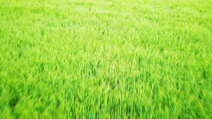 fast flight over a yellow crops field in a rural area