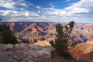 Grand Canyon View