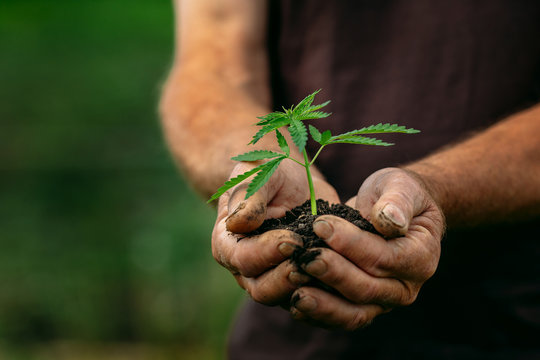 Farmer hands holds baby cannabis plant. Concept farm marijuana plantation