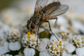 Macro photo of insect. Black fly on summer meadow.