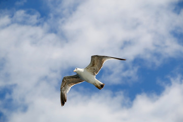 Seagull flying against cloudy sky. Copy space.