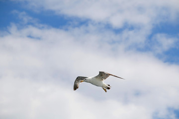 Seagull flying against cloudy sky. Copy space.