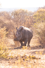Rhino Bull in Namib Desert
