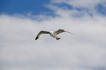 Seagull flying against cloudy sky. Copy space.