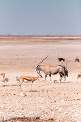Fototapeta na wymiar Oryx and Springbok in Etosha National Park