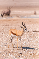 Springbok in Etosha National Park, Namibia