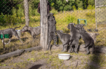 Puppies of American Staffordshire Terrier, sitting in the aviary, want to eat