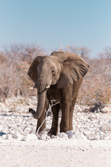 Elephant in Etosha National Park, Namibia