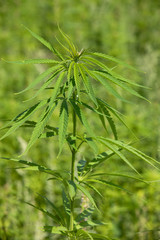 Hemp Plantation (cannabis) Closeup of a hemp plant