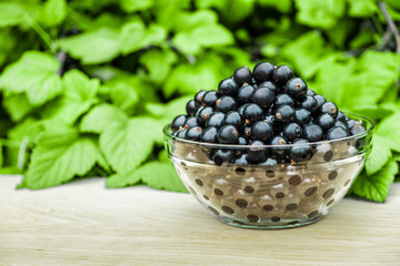 Fresh black currant on a wooden surface in a transparent bowl on a background of green bushes.