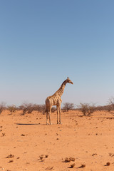 Giraffe in Etosha National Park, Namibia