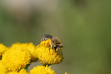 Macro photo of small bee collecting honey on yellow flower. Halictus. Insect.